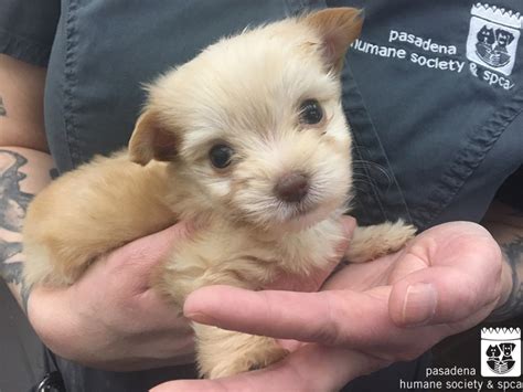 female bluenose pitbull puppy $500 firm · moreno valley · 12/22 pic. . Craigslist pets
